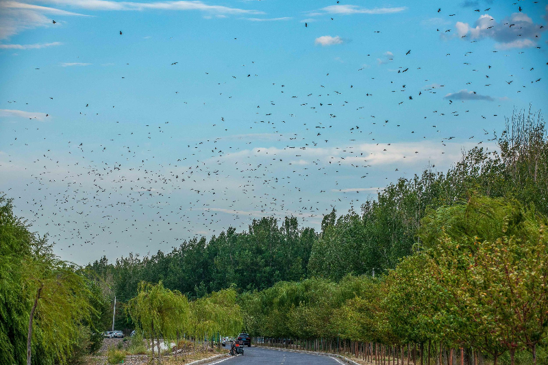 候鸟迁徙看新疆丨新疆察布查尔：黑耳鸢翔集湿地公园添生趣